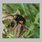 Mesembrina meridiana - Rinderfliege 03.jpg